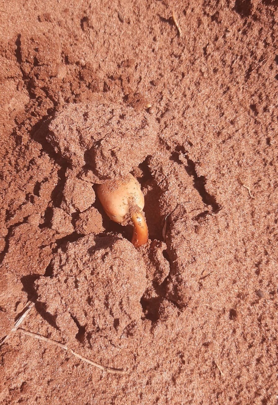 Foto Dia do Cerrado: restauração transforma áreas e protege a água na APA do Guariroba