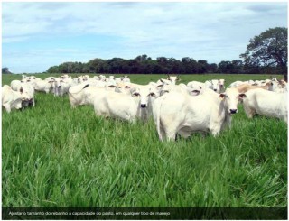 Boas práticas agropecuárias